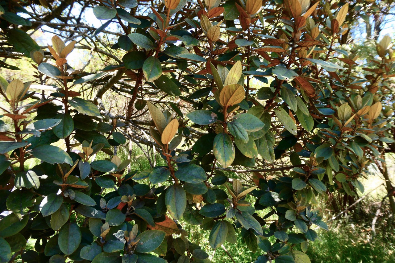 Dombeya sp . malvaceae..jpeg