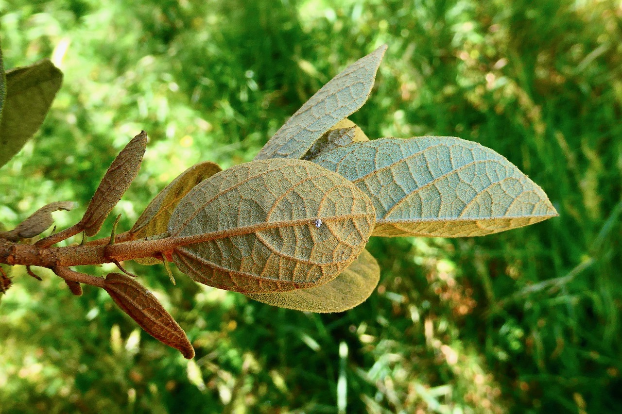 Dombeya sp .stipules persistants et poils roux sur la face inférieure des feuilles et sur la tige..jpeg