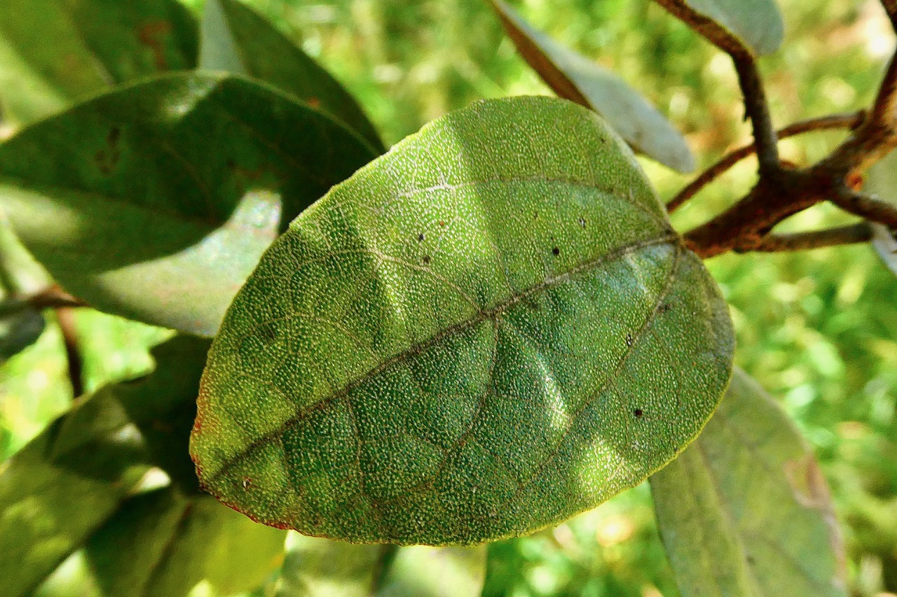 Dombeya sp.poils stellés en face supérieure de la feuille.jpeg