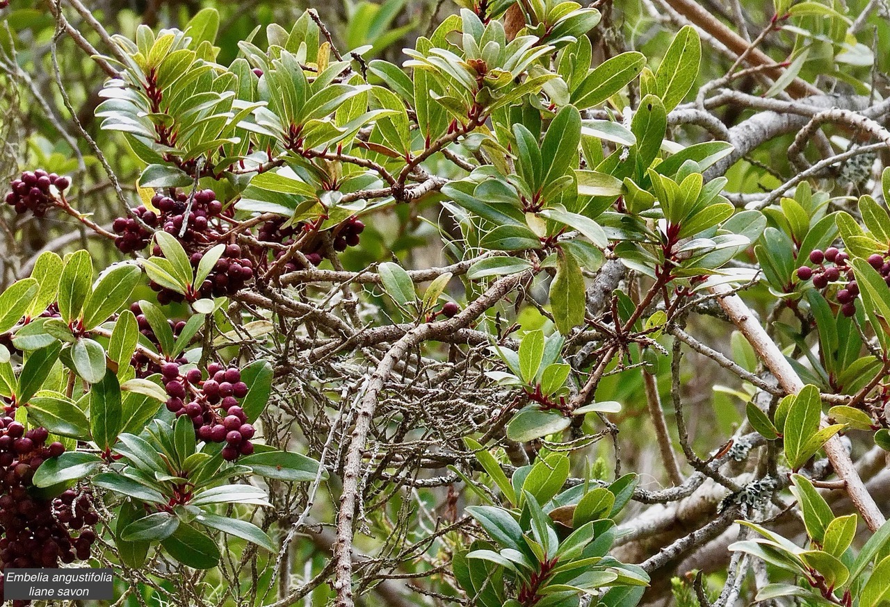 Embelia angustifolia  liane savon. ( avec fruits ) primulaceae.endémique Réunion Maurice..jpeg