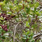 Embelia angustifolia  liane savon. ( avec fruits ) primulaceae.endémique Réunion Maurice..jpeg