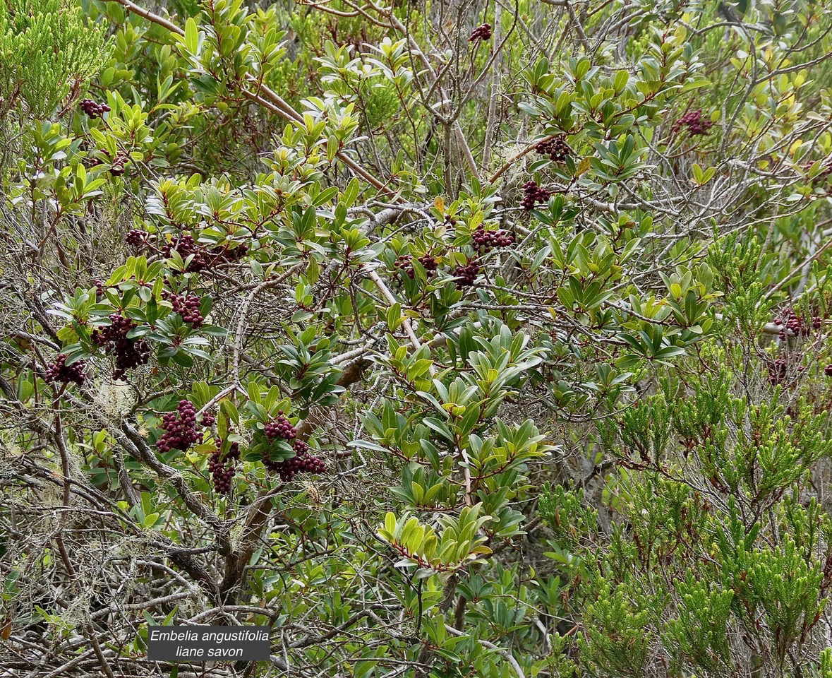 Embelia angustifolia  liane savon.primulaceae.endémique Réunion Maurice. (1).jpeg