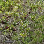 Embelia angustifolia  liane savon.primulaceae.endémique Réunion Maurice. (1).jpeg