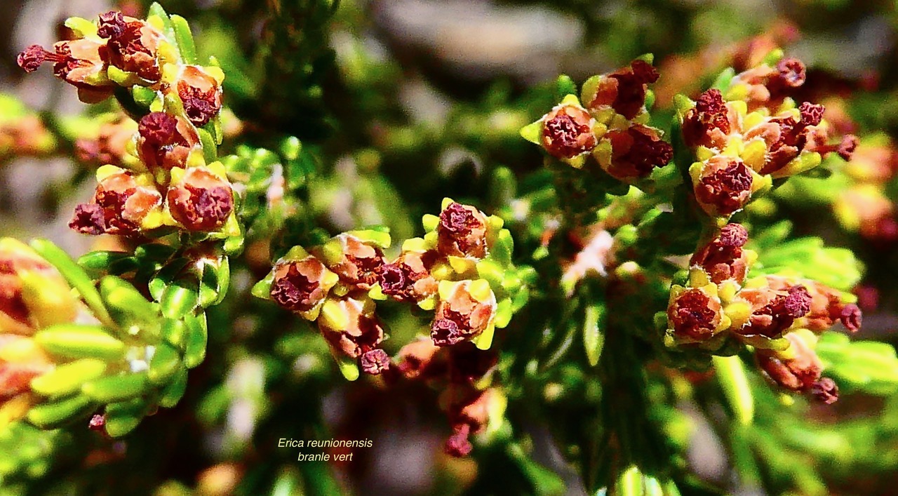 Erica reunionnensis.branle vert.ericaceae.endémique Réunion. (1).jpeg