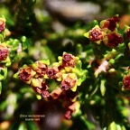 Erica reunionnensis.branle vert.ericaceae.endémique Réunion. (1).jpeg