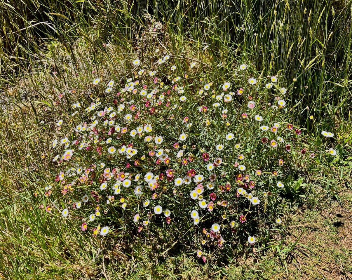 Erigeron karvinskianus.pâquerette.marguerite folle.asteraceae.assimilé indigène .très envahissant..jpeg