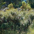 Faujasia salicifolia.chasse vieillesse.asteraceae.endémique Réunion.. (1).jpeg