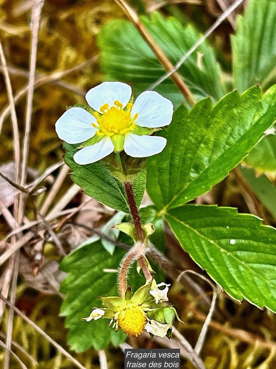 Fragaria vesca .Ti fraisier.fraise des bois.amphinaturalisé..jpeg