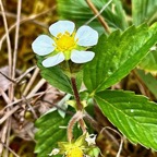 Fragaria vesca .Ti fraisier.fraise des bois.amphinaturalisé..jpeg