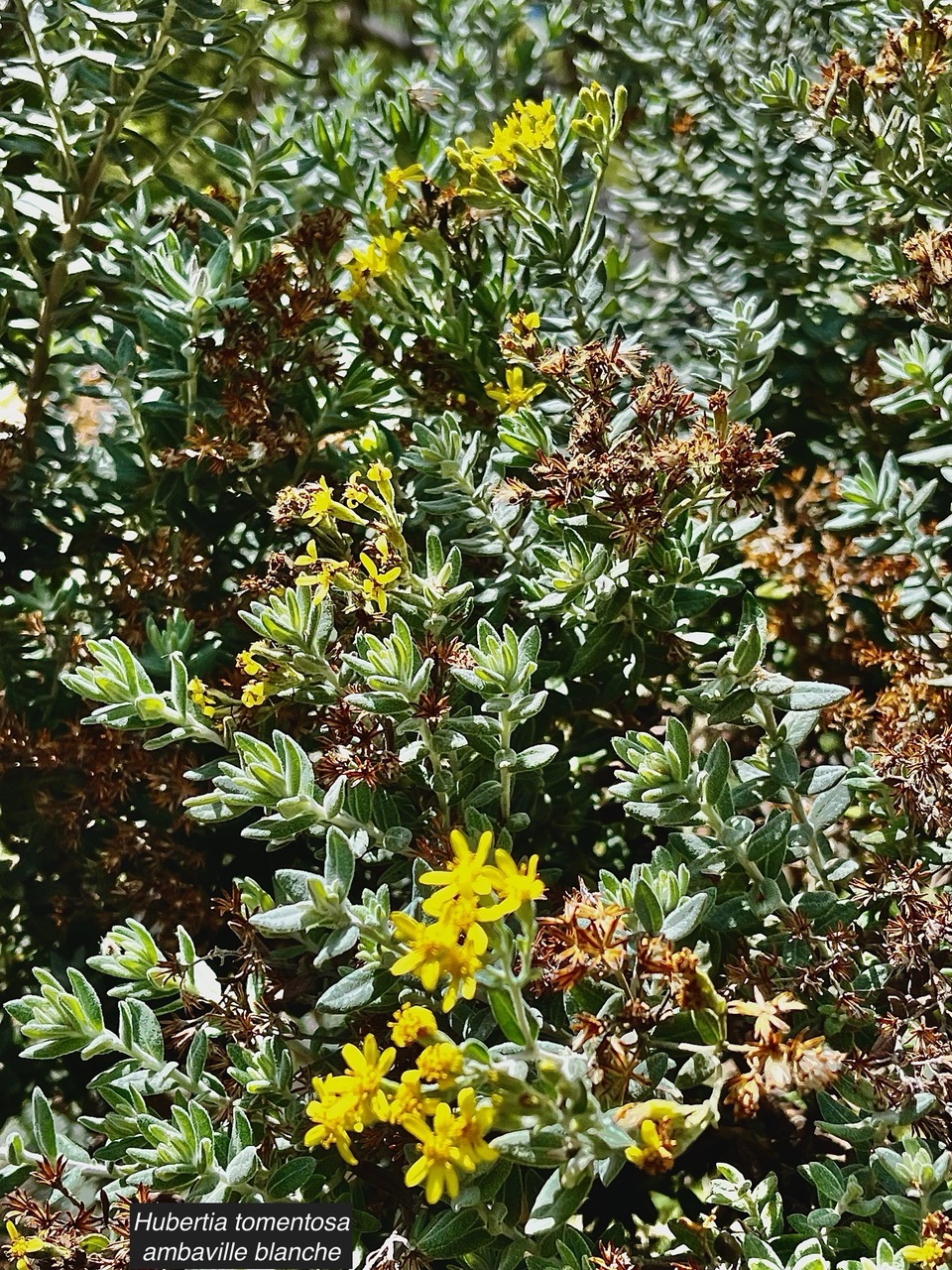 Hubertia tomentosa. ambaville blanche.asteraceae.endémique Réunion. (1).jpeg