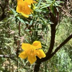 Hypericum lanceolatum subsp angustifolium. fleur jaune des hauts.hypericaceae.endémique Réunion. (2).jpeg