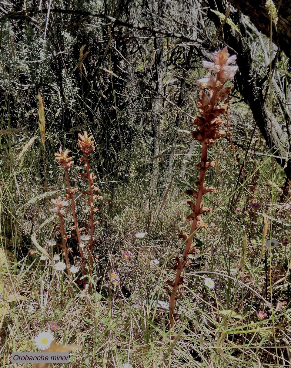 Orobanche minor.orobanchaceae.amphinaturalisé. (1).jpeg