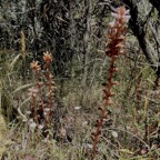 Orobanche minor.orobanchaceae.amphinaturalisé. (1).jpeg