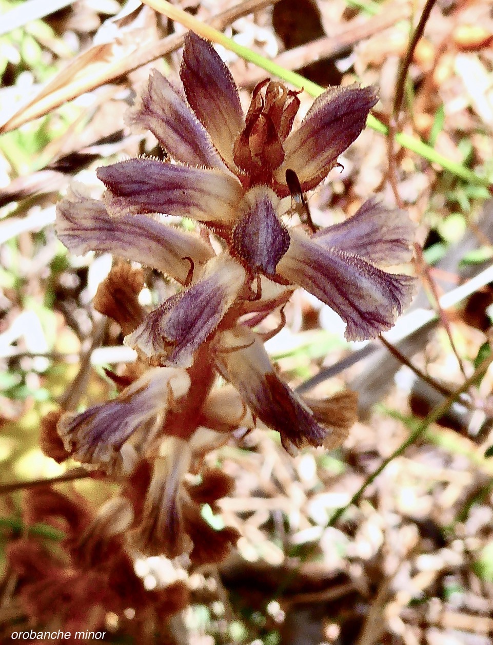 Orobanche minor.orobanchaceae.amphinaturalisé..jpeg