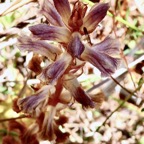 Orobanche minor.orobanchaceae.amphinaturalisé..jpeg