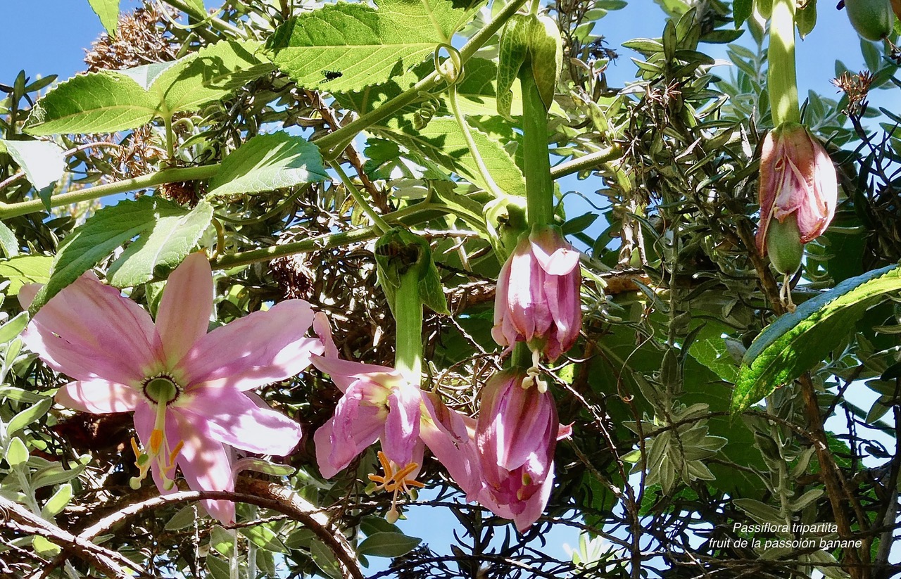 Passiflora tripartita (Juss.) Poir. var. mollissima.fruit de la passion banane.passifloraceae.cultivé.très envahissant. (1).jpeg