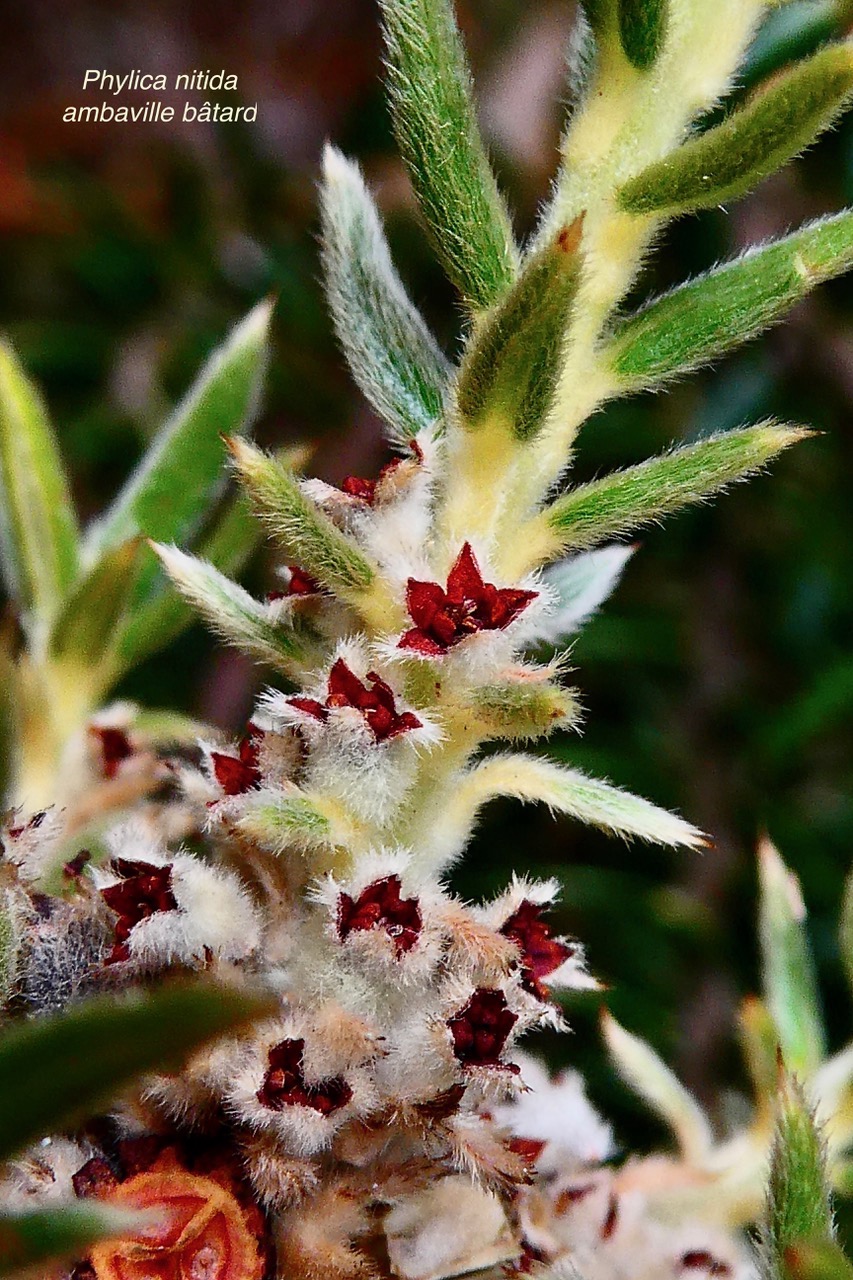 Phylica nitida  ambaville bâtard. ( fleurs ).rhamnaceae.endémique Réunion Maurice.jpeg