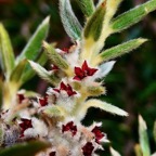 Phylica nitida  ambaville bâtard. ( fleurs ).rhamnaceae.endémique Réunion Maurice.jpeg