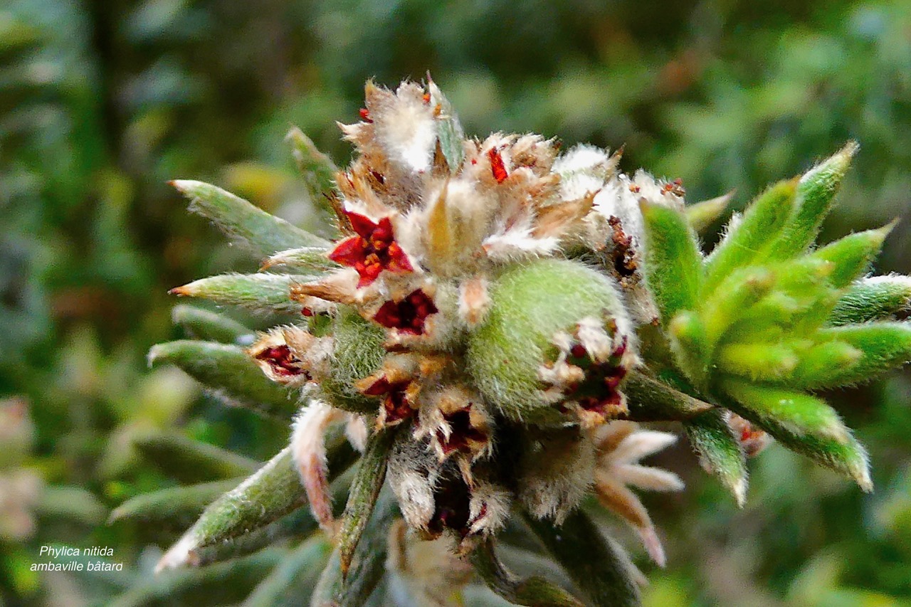 Phylica nitida  ambaville bâtard.( avec fleurs et fruits )rhamnaceae.endémique Réunion Maurice.jpeg