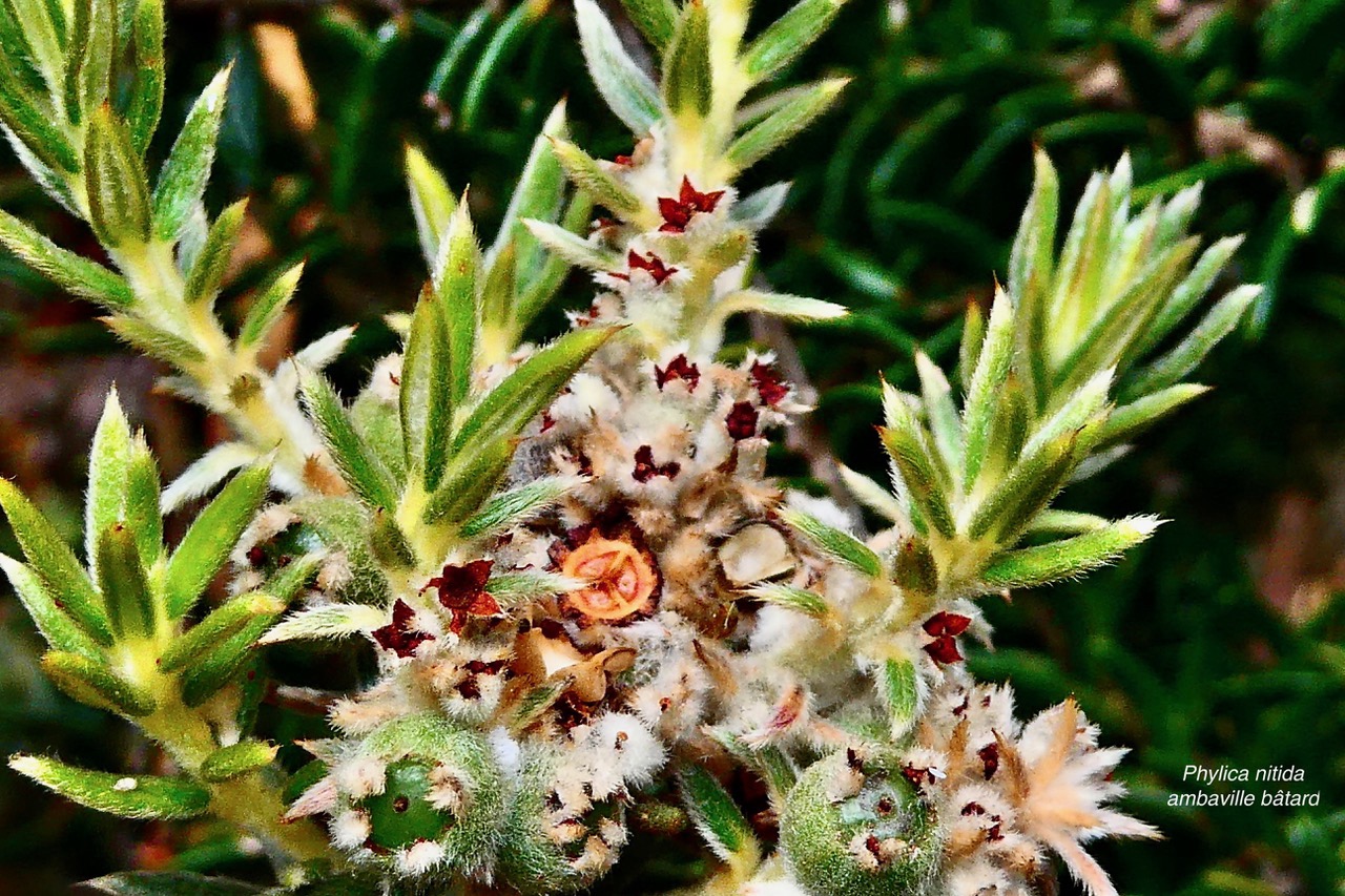 Phylica nitida  ambaville bâtard.rhamnaceae.endémique Réunion Maurice.jpeg