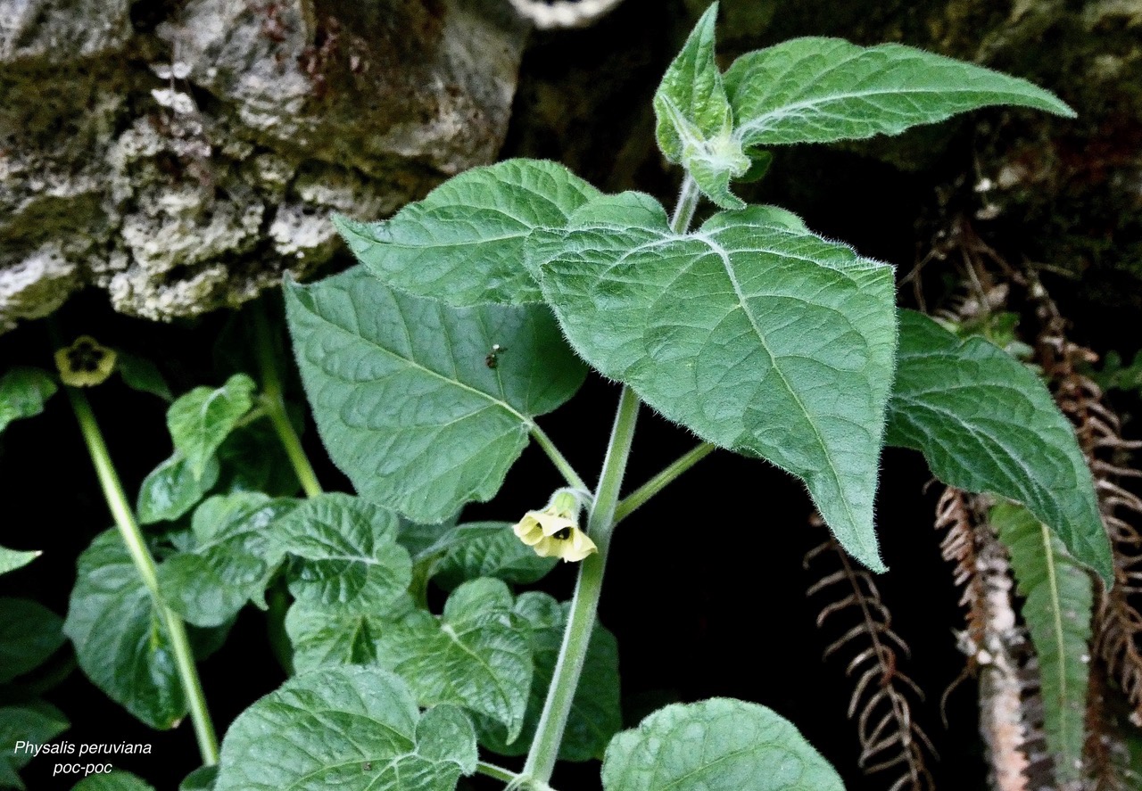 Physalis peruviana.poc-poc.solanaceae.( sténonaturalisé ? ) (1).jpeg