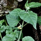 Physalis peruviana.poc-poc.solanaceae.( sténonaturalisé ? ) (1).jpeg