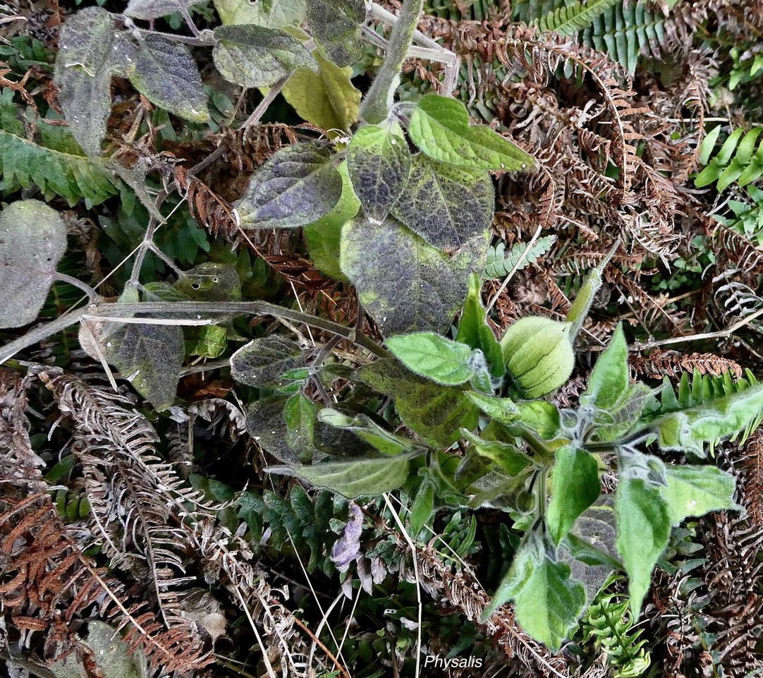 Physalis peruviana.poc-poc.solanaceae.( sténonaturalisé ? ).jpeg