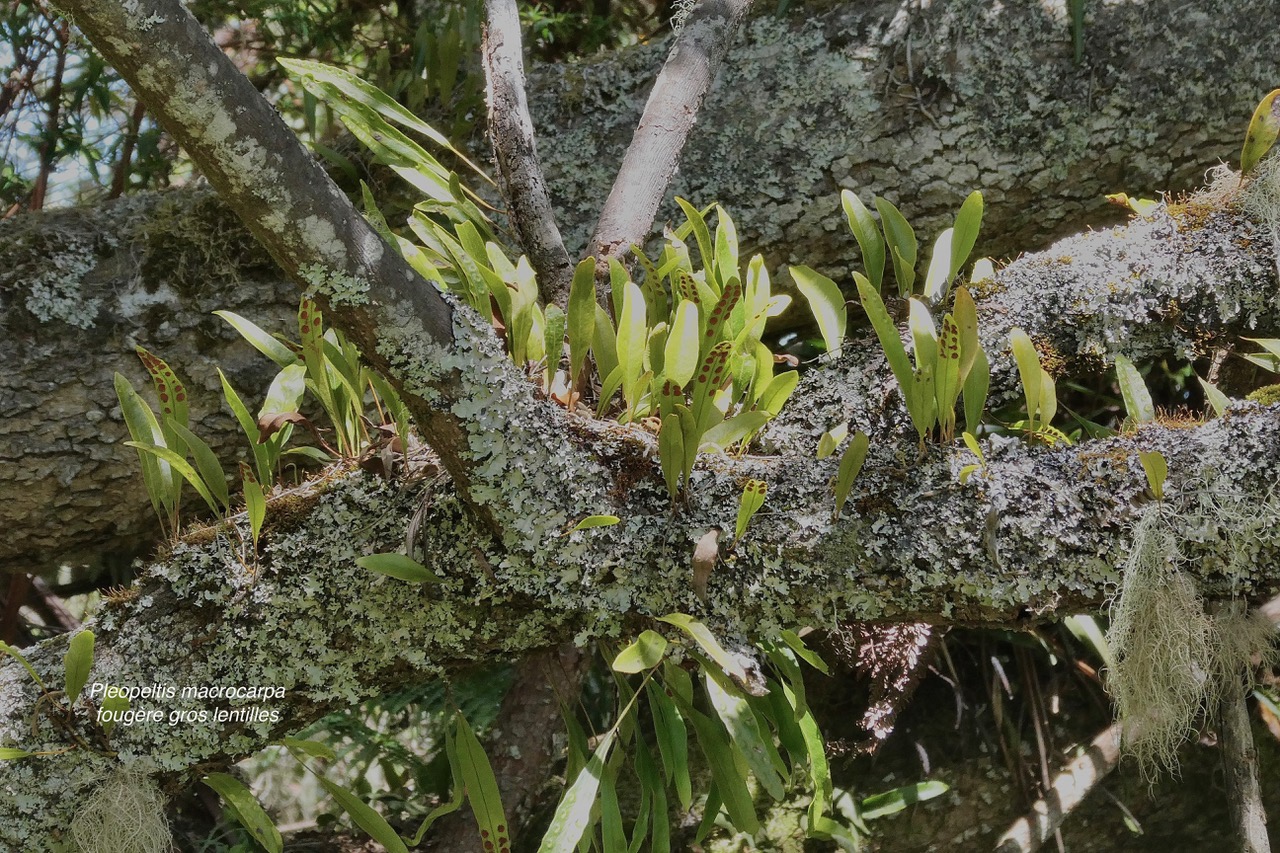 Pleopeltis macrocarpa (Bory ex Willd.) Kaulf.fougère gros lentilles. polypodiaceae.indigène Réunion.et lichens..jpeg