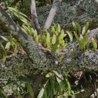 Pleopeltis macrocarpa (Bory ex Willd.) Kaulf.fougère gros lentilles. polypodiaceae.indigène Réunion.et lichens..jpeg