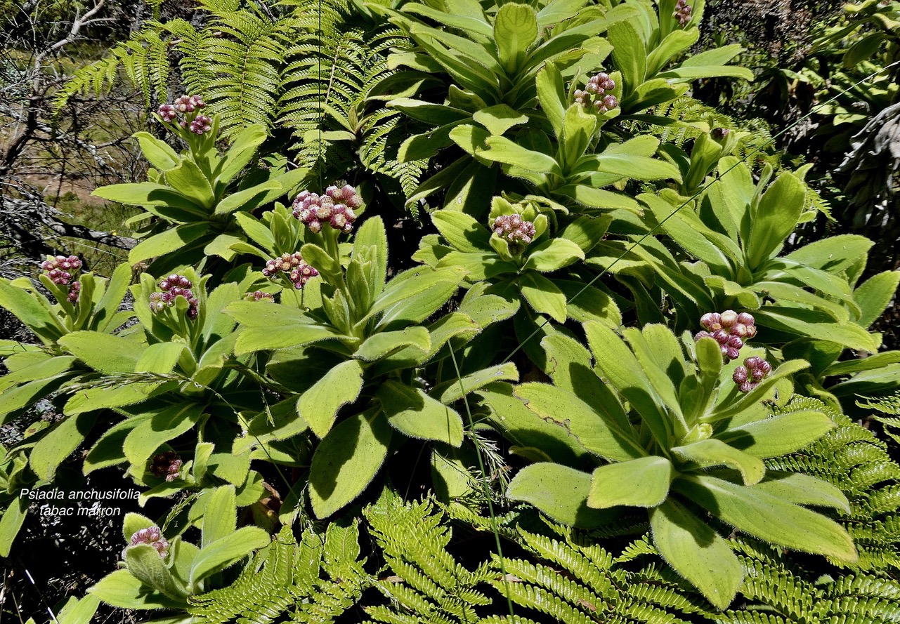 Psiadia anchusifolia.tabac marron.asteraceae;endémique Réunion.jpeg