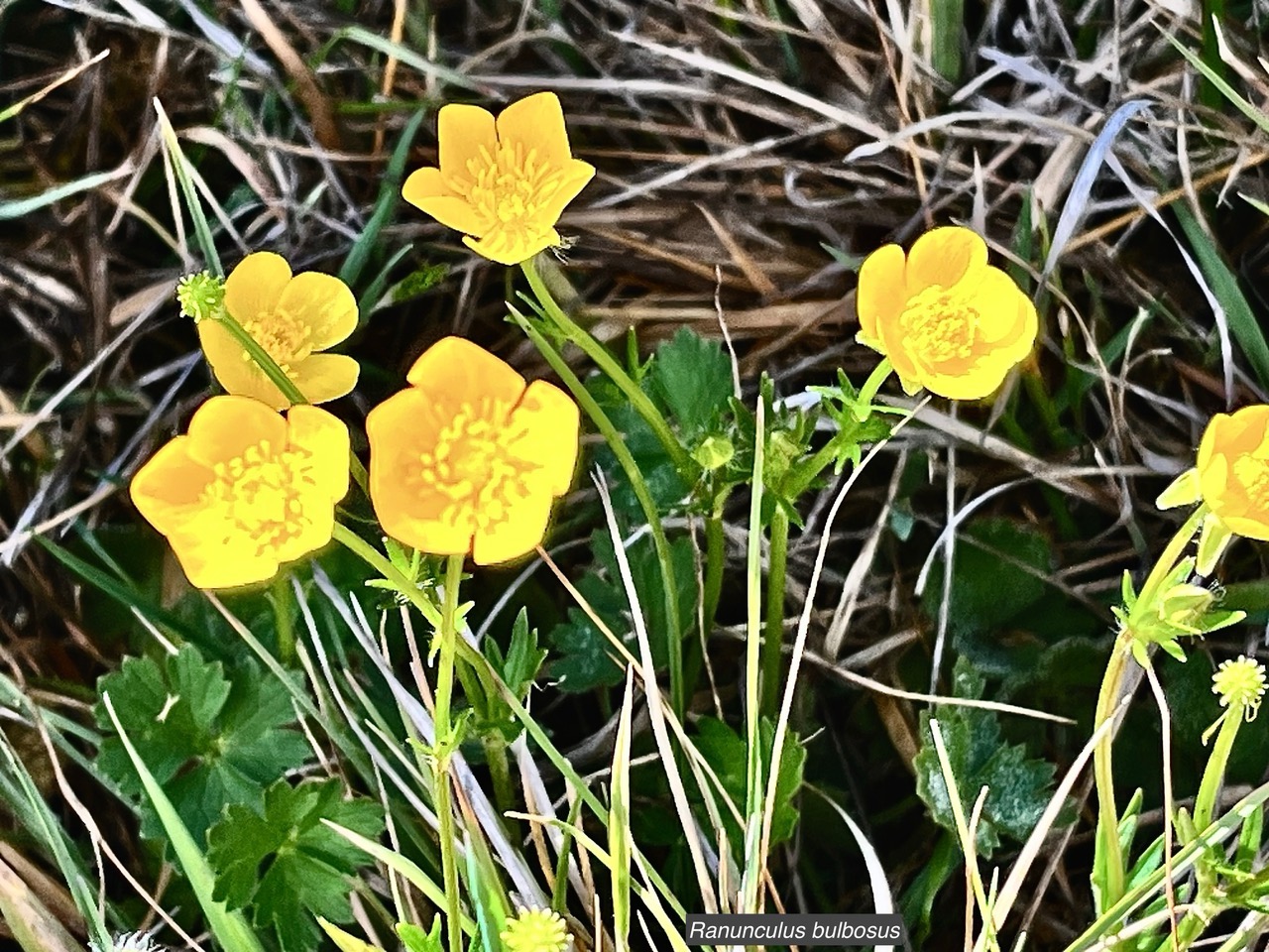 Ranunculus bulbosus.ranunculaceae.sténonaturalsé.espèce envahissante. (1).jpeg