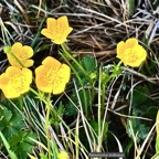 Ranunculus bulbosus.ranunculaceae.sténonaturalsé.espèce envahissante. (1).jpeg