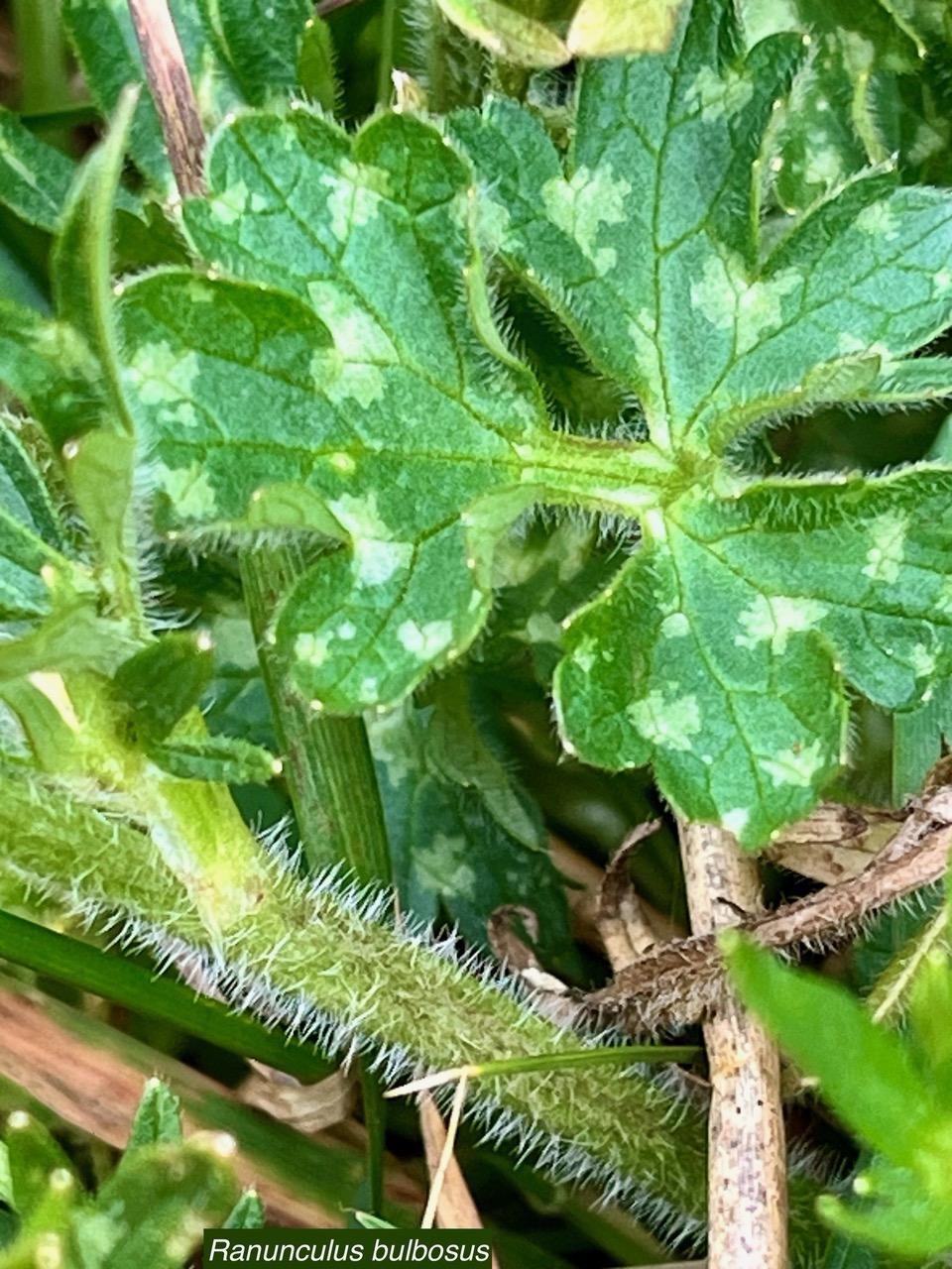 Ranunculus bulbosus.ranunculaceae.sténonaturalsé.espèce envahissante..jpeg