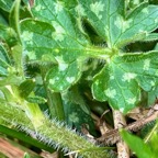 Ranunculus bulbosus.ranunculaceae.sténonaturalsé.espèce envahissante..jpeg