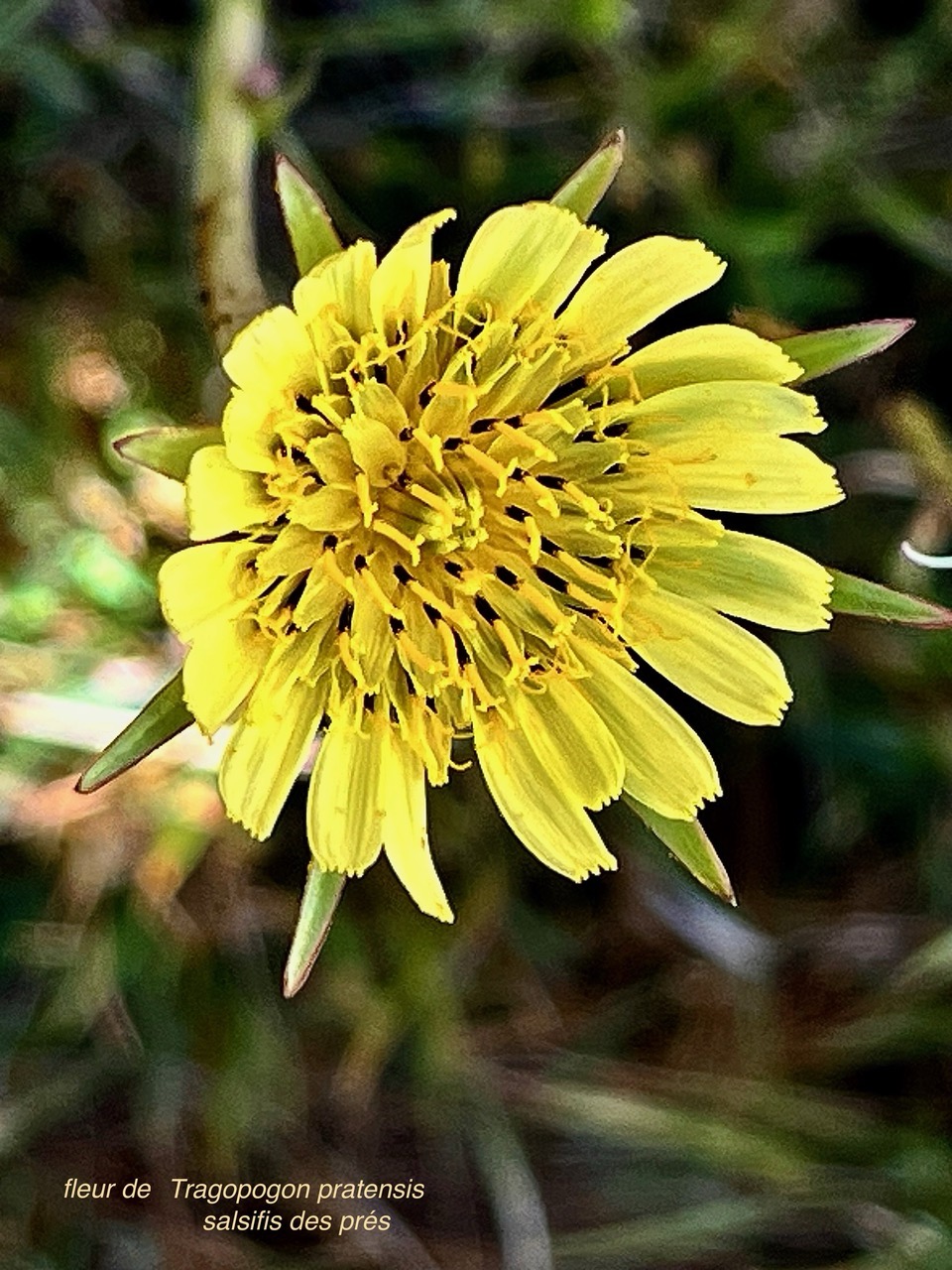 Tragopogon pratensis.salsifis des prés.asteraceae.stenonaturalisé..jpeg