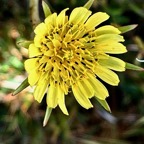 Tragopogon pratensis.salsifis des prés.asteraceae.stenonaturalisé..jpeg