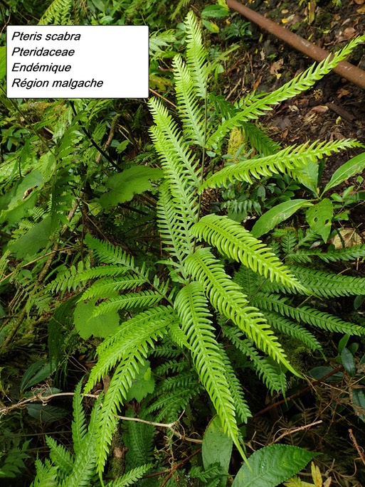 43- Pteris scabra