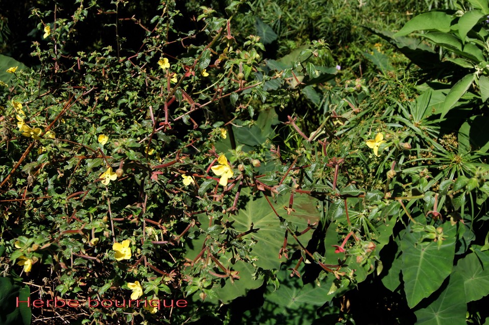 Ludwigia octovalvis -