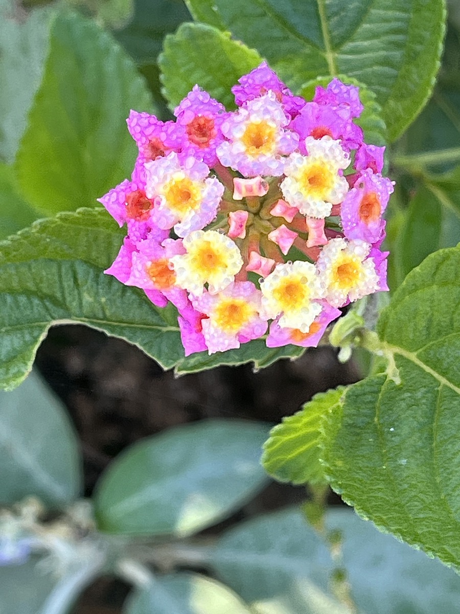 1. Lantana camara - Galabert ou Corbeille d'or - Verbenaceae.jpeg. IMG_8460.JPG