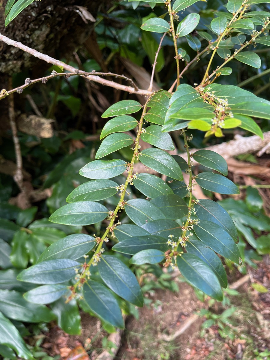 4. Phyllanthus phillyreifolius Bois de cafrine Phylla nthaceae Endémique La Réunion , Maurice.jpeg