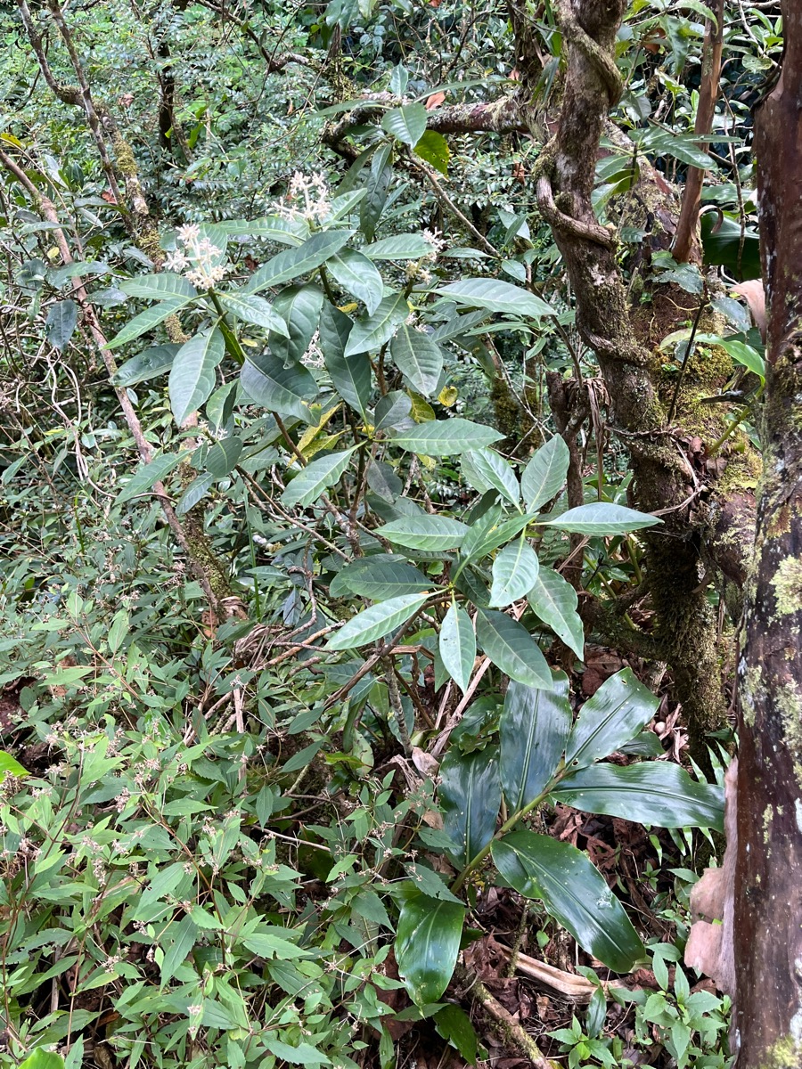 6. Chassallia corallioides - Bois de corail - Rubiacée -B.jpeg