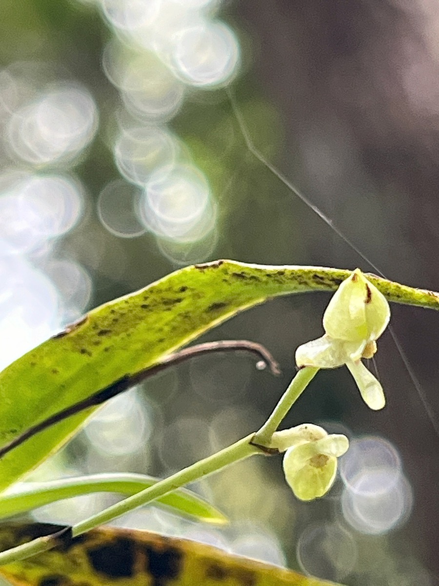 7. Angraecum crassifolium ( cordemoyi ) Orc hidaceae Endémique La Réunion.jpeg