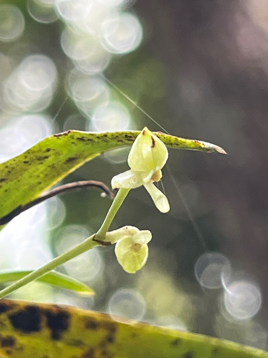 8. Angraecum crassifolium ( cordemoyi ) Orc hidaceae Endémique La Réunion.jpeg