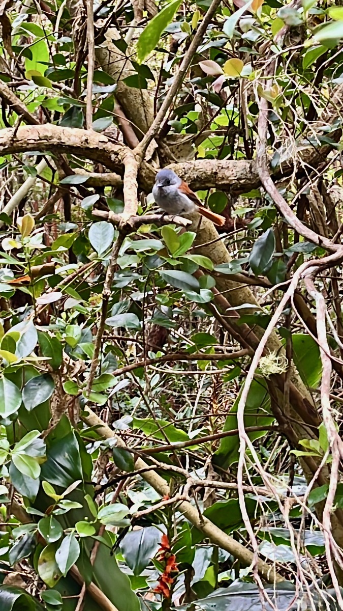 11. Terpsiphone bourbonnensis Oiseau la Vierge Mona rchidae Endémique La Réunion, Maurice  IMG_8487.JPG.jpeg