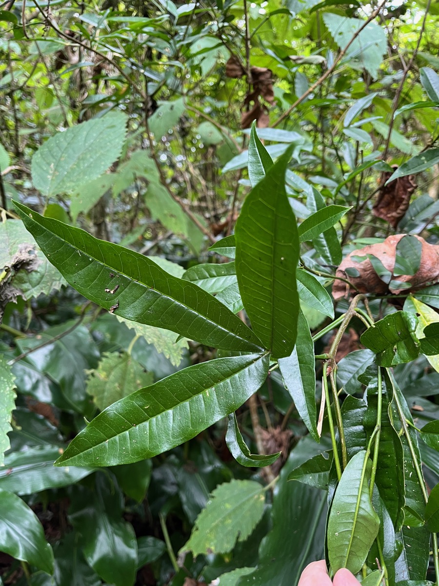 13. ??? Melicope obtusifolia - Catafaille patte poule ou Grand Catafaille - Rutacée - Endémique Réunion Maurice.jpeg