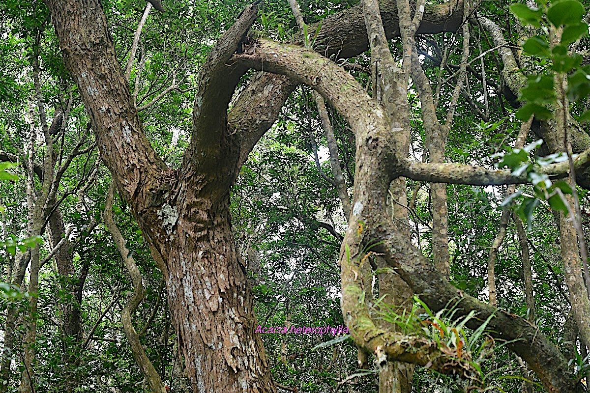 Acacia heterophylla Tamarin des hauts  Fabaceae Endémique La Réunion 478.jpeg