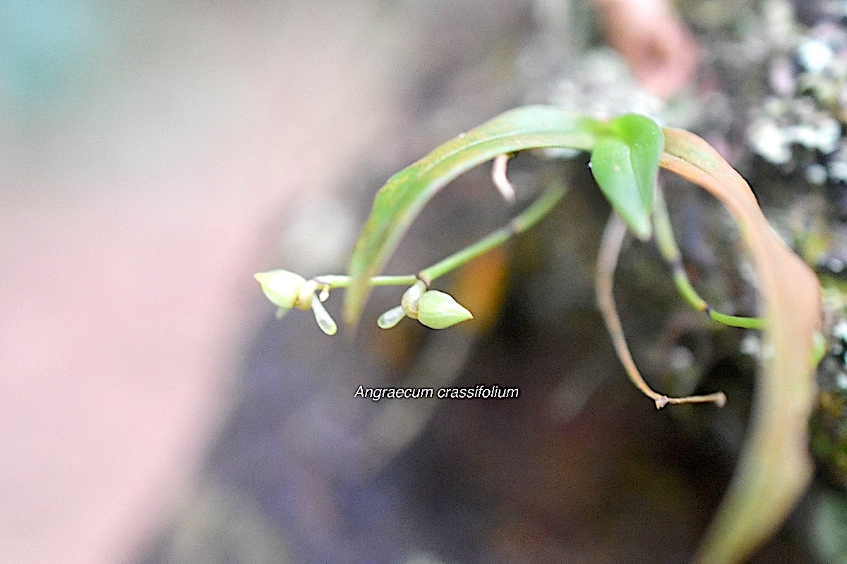 Angraecum crassifolium ( cordemoyi ) Orc hidaceae Endémique La Réunion 441.jpeg