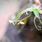 Angraecum crassifolium ( cordemoyi ) Orc hidaceae Endémique La Réunion 441.jpeg