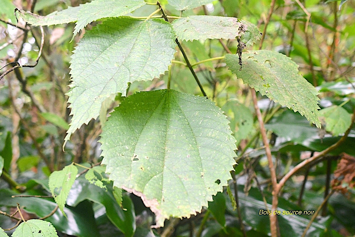 Boehmeria macrophylla Bois de source noir  Urticaceae Cryptogène La Réunion 461.jpeg