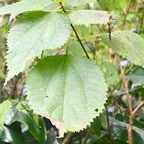 Boehmeria macrophylla Bois de source noir  Urticaceae Cryptogène La Réunion 461.jpeg